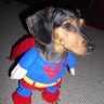 A Weiner Dog profil fotoğrafı