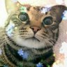 Фото профиля 🐈⬛雅