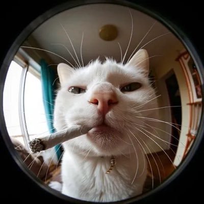 전자담배 대리구매's profile picture