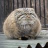 Фото профиля a very spherical manul