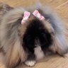 𝐑𝐨𝐬𝐚𝐥𝐢𝐧𝐞 อุนยายแฝด🐶🐶 profil fotoğrafı