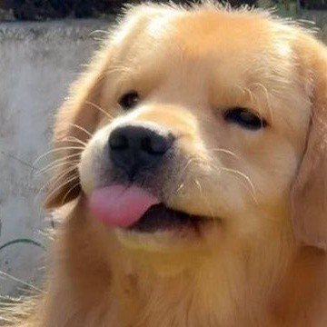 Wanida 🐶🐰's profile picture