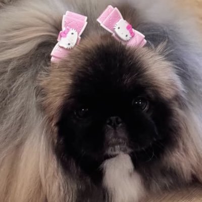 ⁺◟มัมหมีพีพี ⸌☻꙳'s profile picture