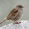 Itsa Dunnock profil fotoğrafı