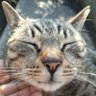 にゃんころ 的头像