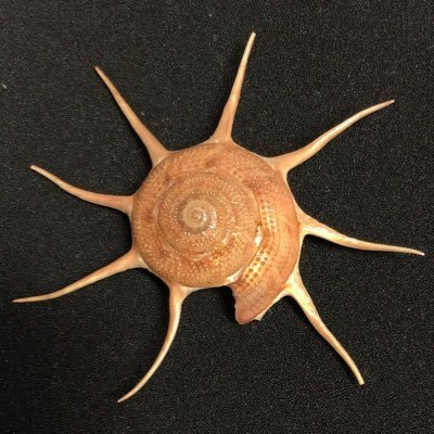 lovelymoonday's profile picture