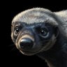 Mellivora capensis's profile picture