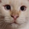 Bizconde's profile picture