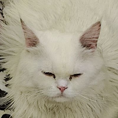melophile0646's profile picture
