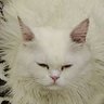 Melophile's profile picture