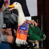 Фото профиля massive continuity of ducks