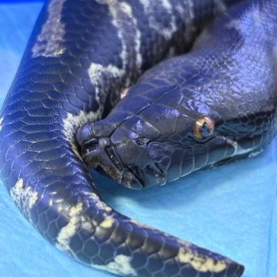 双葉@🐍's profile picture