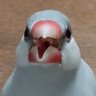 ぶんなん 的头像