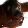 Profilbild von Orangutan