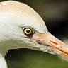 Profilbild von Serendipia