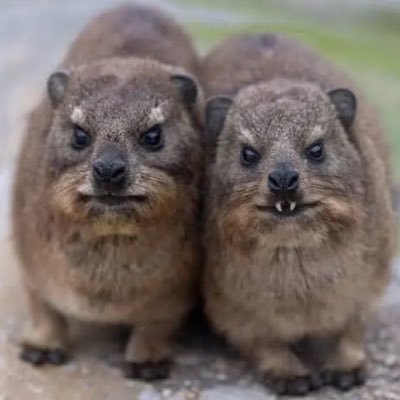 hyrax's profile picture