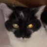 Profilbild von synth