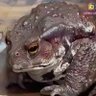 Фото профиля Where'dYourBoulderGoGroyper