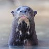 Profilbild von Giant Otter