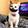 SIDI profil fotoğrafı