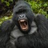 Vero NSB profil fotoğrafı