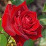 Gül profil fotoğrafı