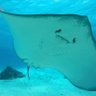 Ray Sting profil fotoğrafı
