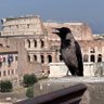Фото профиля Raven Azulgrana