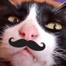 🚂 🚂 🔟 Gatito con Bigote 🔟 🚂 🚂 🇲🇽 🇲🇽 profil fotoğrafı