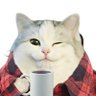Qq 的头像