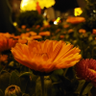 یه پسر ساده:( profil fotoğrafı