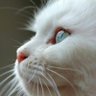 WhoLeftWho profil fotoğrafı