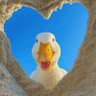Patinho ☕🦆 profil fotoğrafı