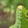transgender caterpillar 的头像
