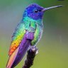 GREGORY SANTONI profil fotoğrafı