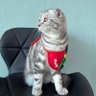 พี่น้องโบ 。°˖♡ 🐈🐾 profil fotoğrafı