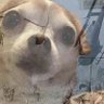Marcos 😎🐵🔥 profil fotoğrafı