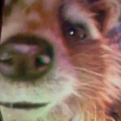 𝔼𝕨𝕒𝕟☆ ⨂ 🚀 | 50 YEARS OF #ROCKETRACCOON's profile picture