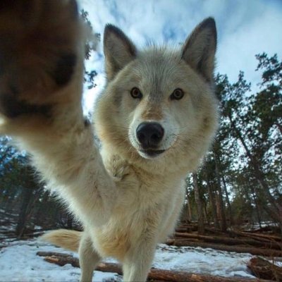 woof "pronouns" woofington's profile picture