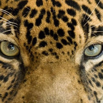 CamaraBalam's profile picture