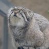Biomanul's profile picture