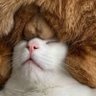 Фото профиля NUT CAT