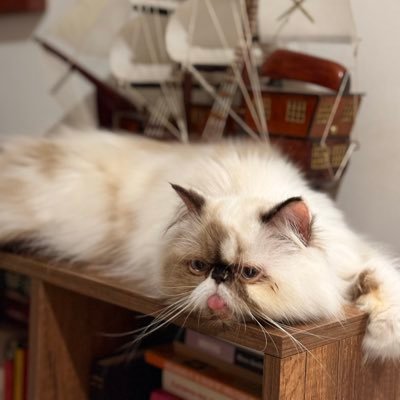 cattrovert🌕's profile picture