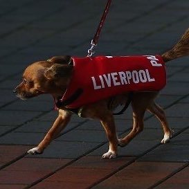Dog_Punch_kop's profile picture
