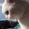 Profilbild von Yu