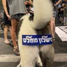 Zohar Prinz profil fotoğrafı