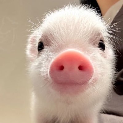 myfa2vorite's profile picture