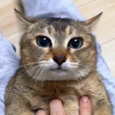 InfiniteGatos's profile picture