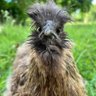 ichwillwiederNormalität's profile picture