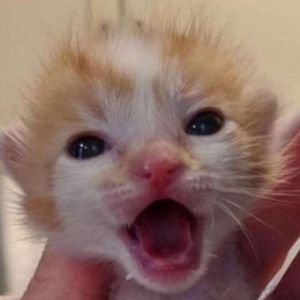 stickydacat's profile picture